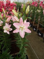 [5360 Spalding DJ No02.JPG]